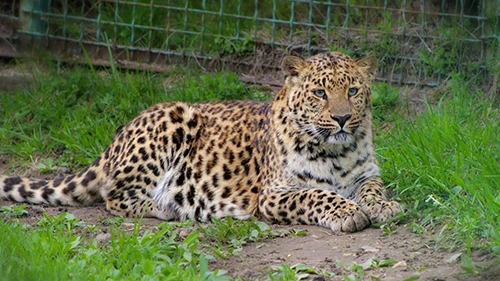 Завод ПСМ опекает леопарда и ушастого ежа
